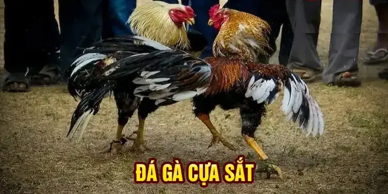 Cá Cược Đá Gà Cựa Sắt Trực Tuyến Uy Tín - Tham Gia Ngay Tại BJ88