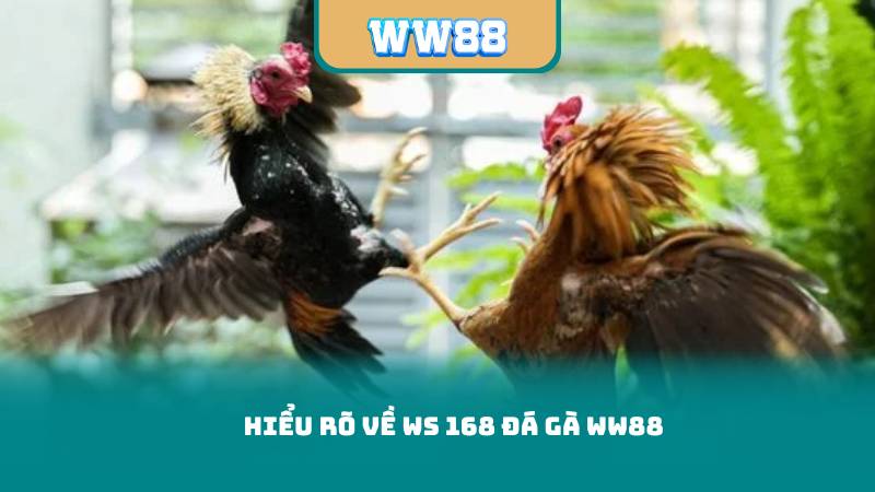 Hiểu rõ về WS 168 Đá Gà WW888
