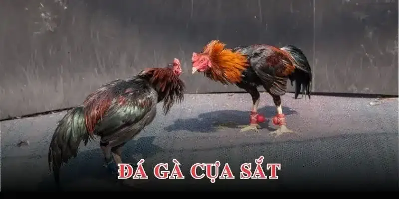 Vài nét tìm hiểu về hình thức đá gà cựa sắt
