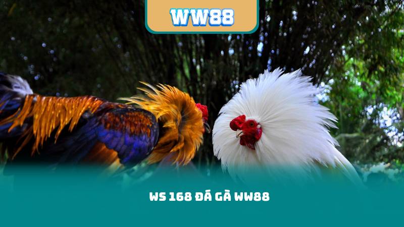 WS 168 Đá Gà WW88 – Mẹo Chọn Gà Chiến Và Đặt Cược Chuẩn
